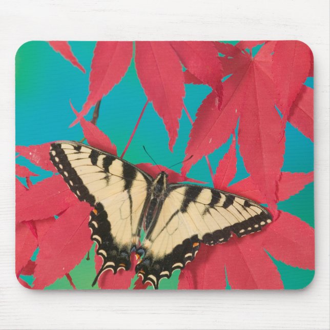 A Canadian Tiger Swallowtail Butterfly Mouse Pad (Front)