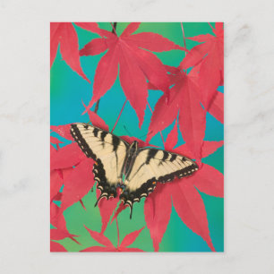 A Canadian Tiger Swallowtail Butterfly Postcard