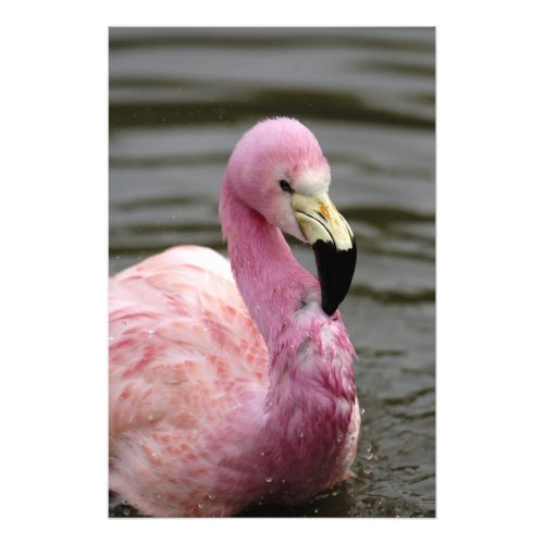A captive photo of a Andean Flamingo