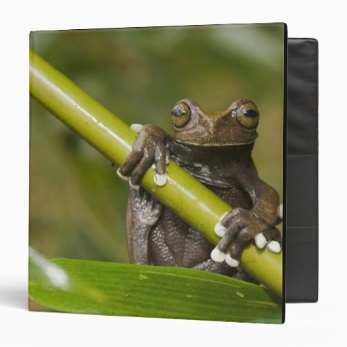 A captive Tapichalaca Tree Frog Hyloscirtus 3 Ring Binder