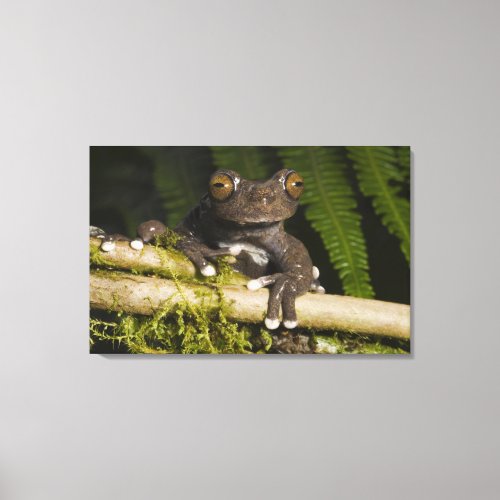 A captive Tapichalaca Tree Frog Hyloscirtus Canvas Print