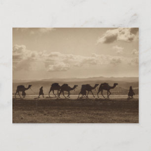 A caravan of camels in the holy land postcard