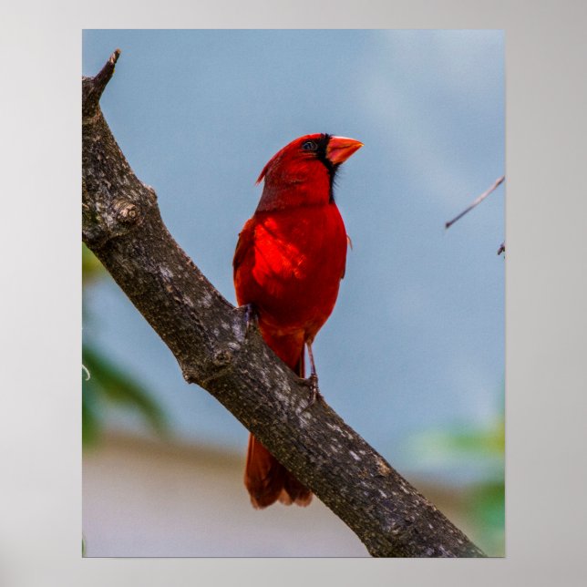 A CARDINAL 16 X 20 ARCHIVAL HEAVYWEIGHT PRINT (Front)