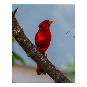 A Cardinal 20 x 25 Glossy Poster