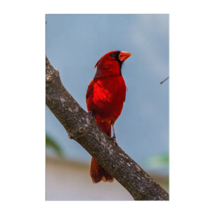 A Cardinal 24 x 36 Acrylic Wall Art
