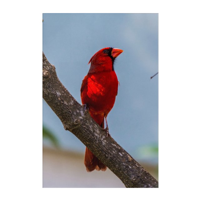 A Cardinal 24 x 36 Acrylic Wall Art (Front)