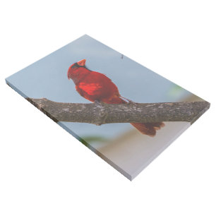A Cardinal 24 x 36 Gallery Wrap