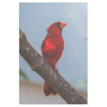 A Cardinal 24 x 36 Gallery Wrap