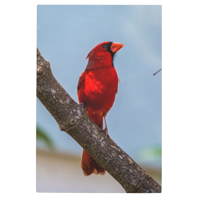 A Cardinal 24 x 36 Metal Wall Art (Front)