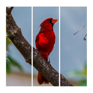 A Cardinal AcryliPrint HD Triptych