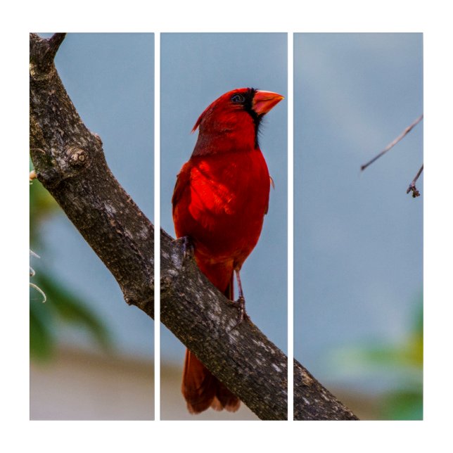 A Cardinal AcryliPrint HD Triptych (Front)