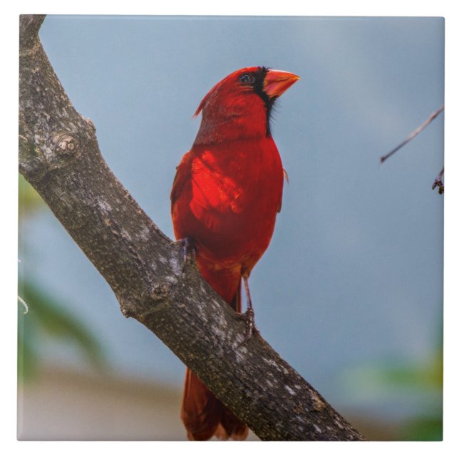 A Cardinal Ceramic Art Tile (Front)
