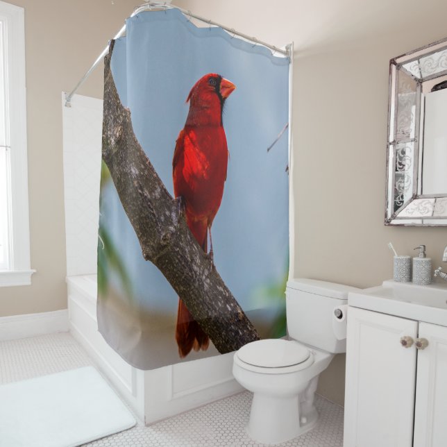 A Cardinal Shower Curtain (In Situ)