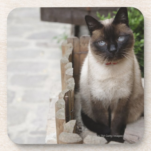 A Cat Beverage Coaster (Front)