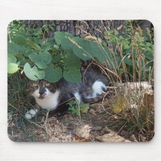 A Cat hiding