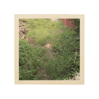 A cat in the grass  wood wall art
