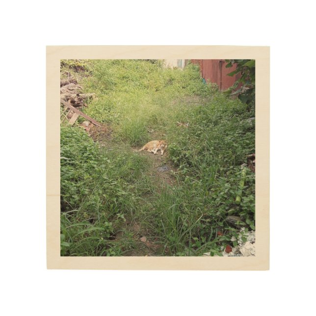 A cat in the grass  wood wall art (Front)