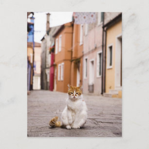 A cat in the streets of Burano, Italy.  2006. Postcard