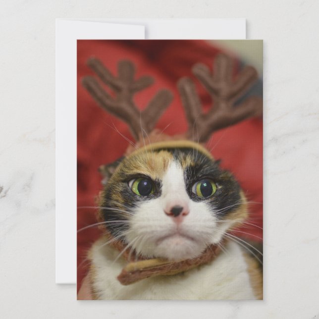 A cat wearing reindeer antlers (Front)