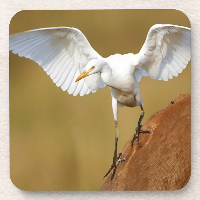 A Cattle Egret (Bubulcus Ibis) Descends Drink Coaster (Front)