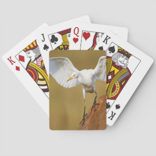 A Cattle Egret (Bubulcus Ibis) Descends Poker Cards