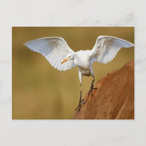 A Cattle Egret Bubulcus Ibis Descends Postcard