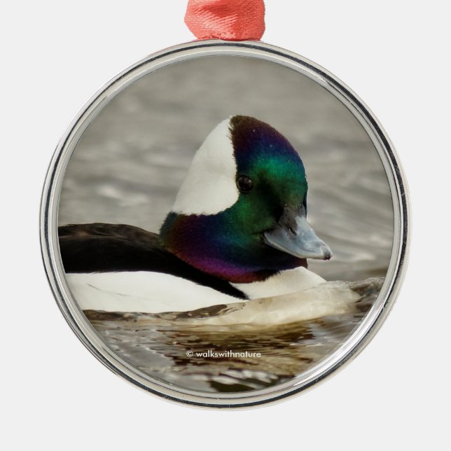 A Charming Bufflehead Duck Swims By Metal Ornament (Front)