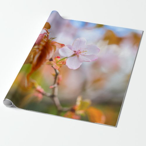 A Charming Sakura Flower On A Twig In Spring Wrapping Paper