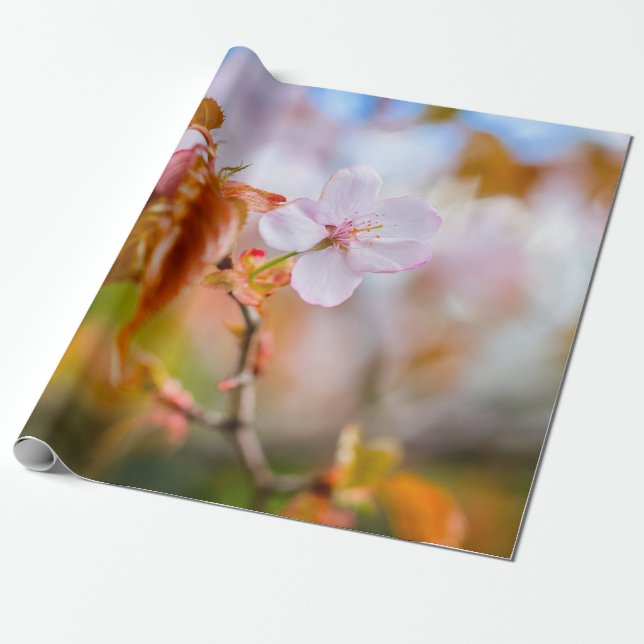 A Charming Sakura Flower On A Twig In Spring Wrapping Paper (Unrolled)