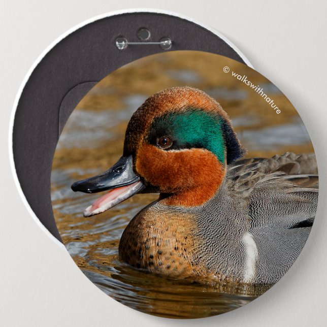 A Chatty Green-Winged Teal Duck at the Pond Button (Front & Back)