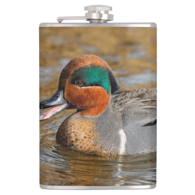 A Chatty Green-Winged Teal Duck at the Pond Flask (Front)