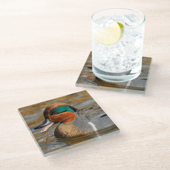 A Chatty Green-Winged Teal Duck at the Pond Glass Coaster (Angled)
