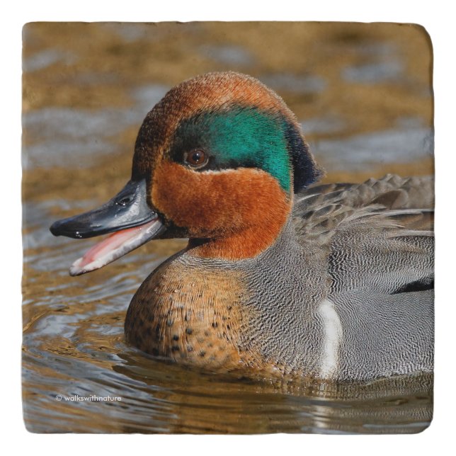 A Chatty Green-Winged Teal Duck at the Pond Trivet (Front)