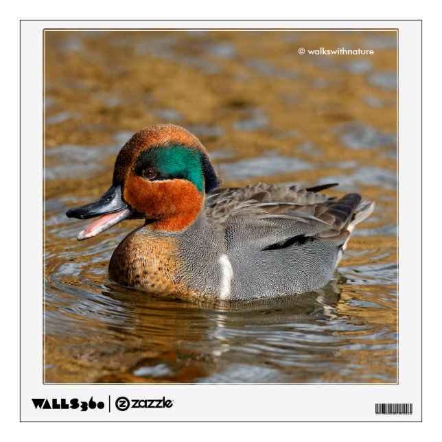 A Chatty Green-Winged Teal Duck at the Pond Wall Decal (Front)