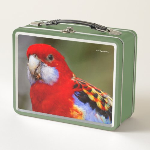 A Cheeky and Colorful Eastern Rosella Parrot Metal Lunch Box
