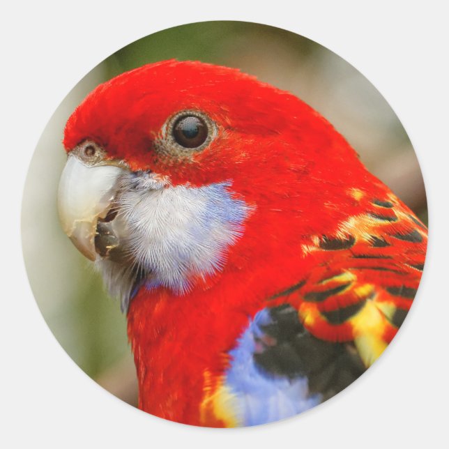 A Cheeky Eastern Rosella Classic Round Sticker (Front)