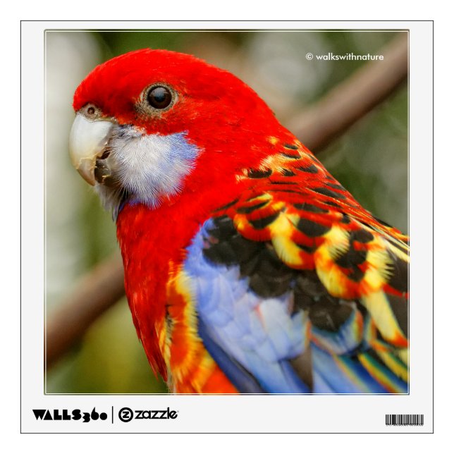 A Cheeky Eastern Rosella Wall Sticker (Front)