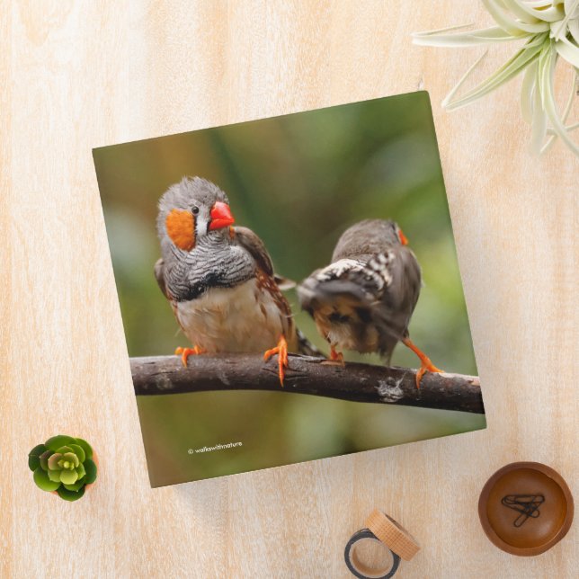 A Cheeky Pair of Zebra Finches 3 Ring Binder (In Situ)
