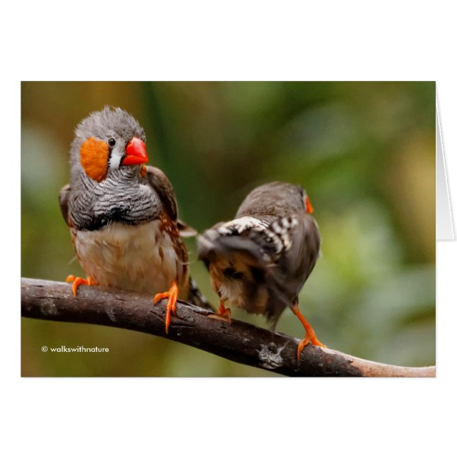 A Cheeky Pair of Zebra Finches Cards (Front Horizontal)