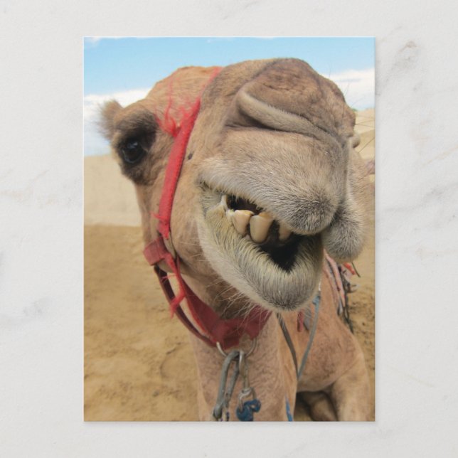 A Cheerful Camel Postcard (Front)