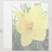A Cheerful Yellow Daffodil (Front/Back)