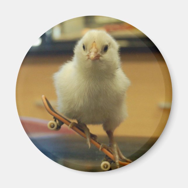 A chick on  skateboard decorated magnet (Front)