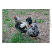 A Chicken and a Rooster make a Great Pair (Front Horizontal)