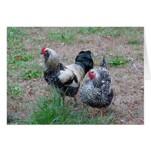 A Chicken and a Rooster make a Great Pair Cards (Front Horizontal)