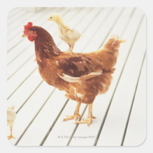 A Chicken and Two Chicks On a Wooden Floor, Square Sticker