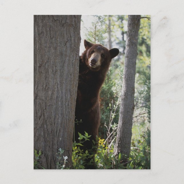 A cinnamon bear postcard (Front)