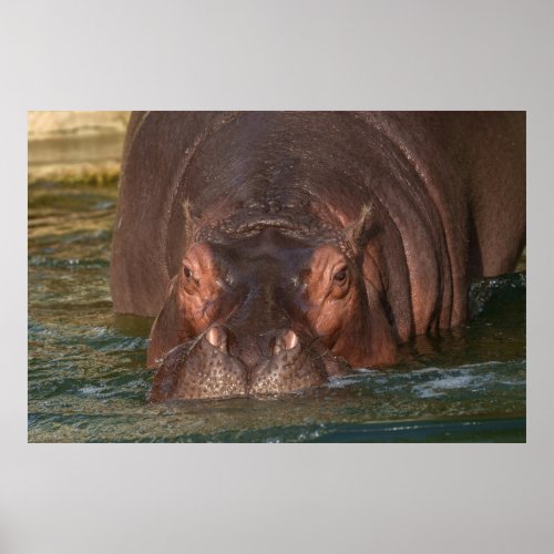 A Close Encounter with a Hippopotamus Poster