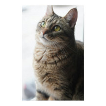 A Close Up Of A Cat Sitting On A Window
