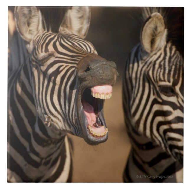 A close-up of a Zebra showing its teeth, Ceramic Tile (Front)