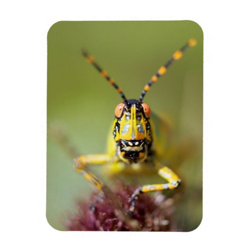 A close_up of an Elegant Grasshopper Magnet